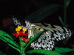 Paper Kite Butterfly, Southeast Asia